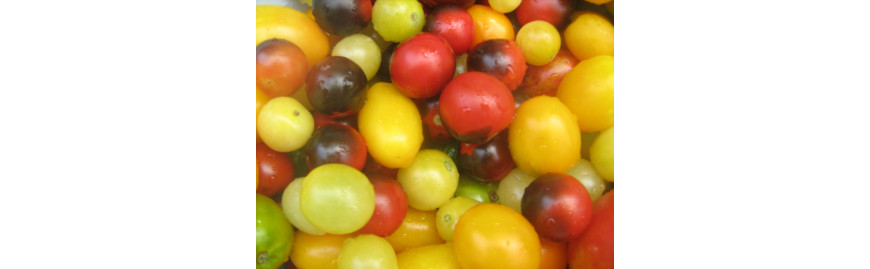 Насіння  томатів